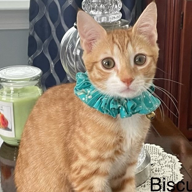 Biscuit