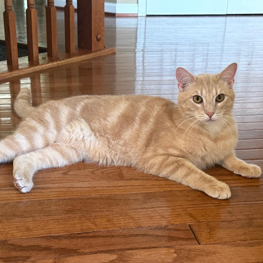 Floyd, Adoptable, Young Male Domestic Short Hair.