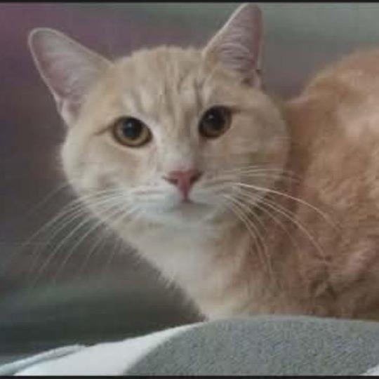 Enlarge Floyd, a Adoptable Domestic Short Hair in Frederick, MD image 1/1