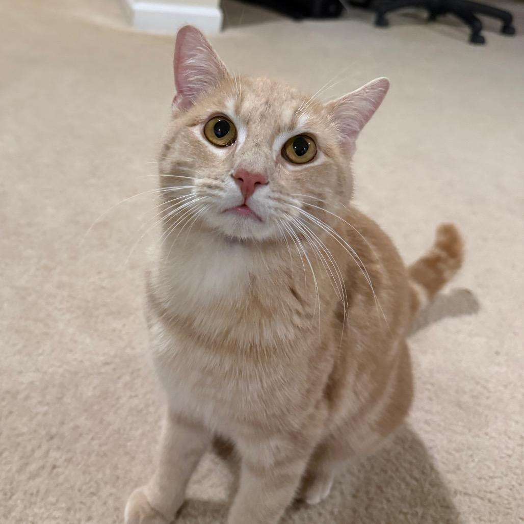 Enlarge Floyd, a Adoptable Domestic Short Hair in Frederick, MD image 3/5