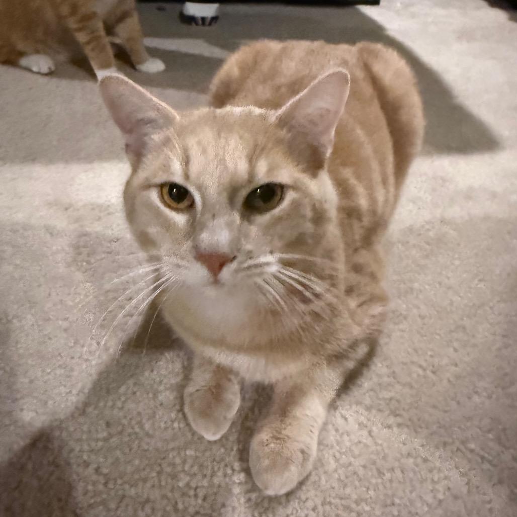 Enlarge Floyd, a Adoptable Domestic Short Hair in Frederick, MD image 4/5