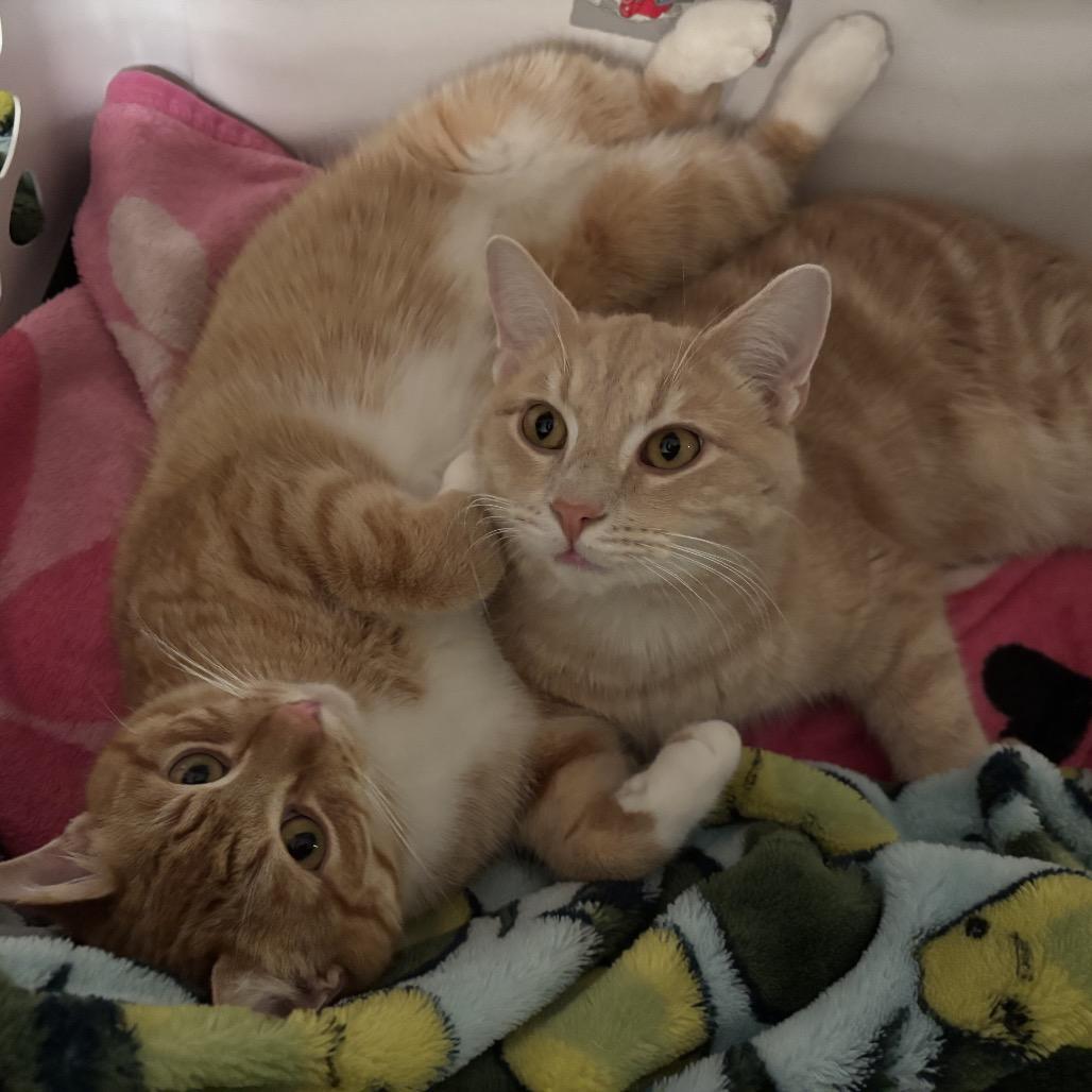 Enlarge Floyd, a Adoptable Domestic Short Hair in Frederick, MD image 5/5