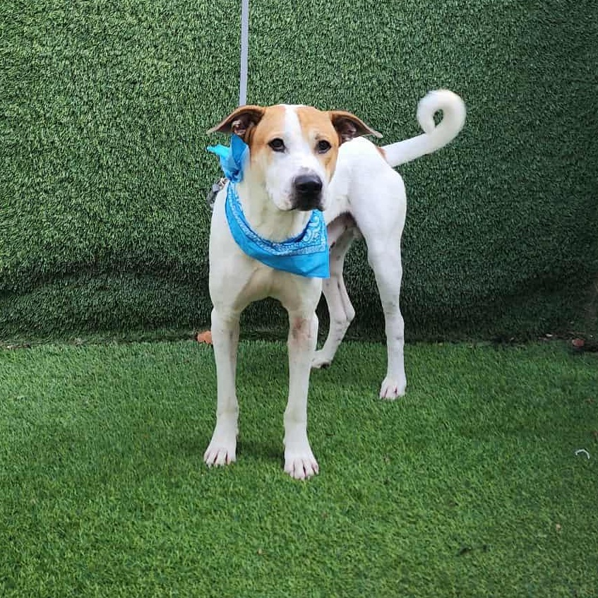 Timber — thumbnail 5