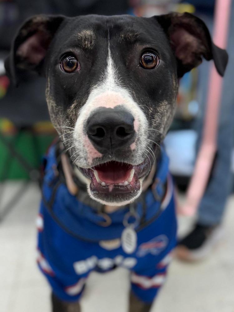 Lucia, Adoptable, Puppy Female Hound.