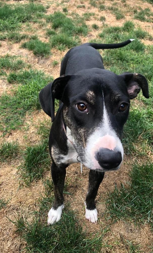 Lucia, Adoptable, Puppy Female Hound.