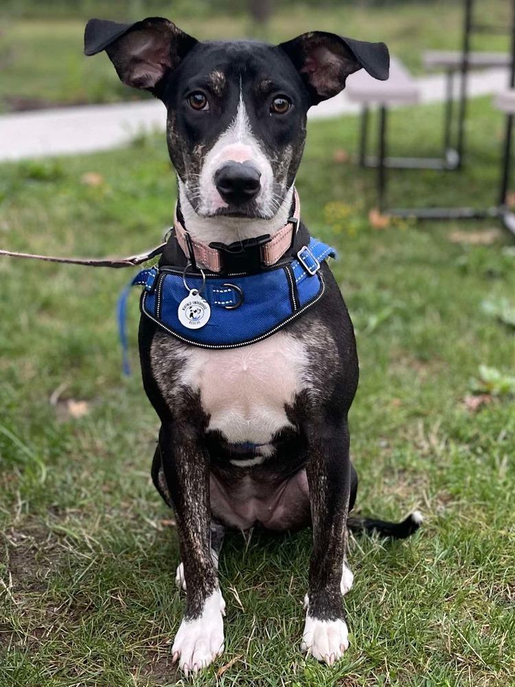 Lucia, a Adoptable mixed breed in Amherst, NY image 3/5