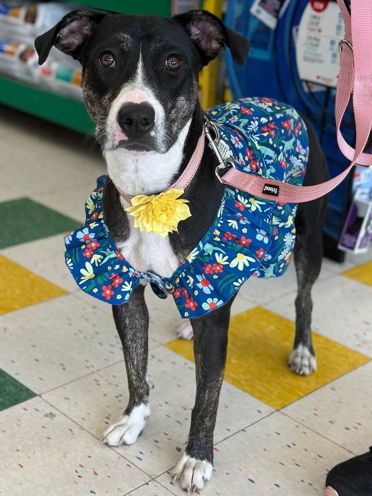 Enlarge Lucia, a Adoptable mixed breed in Amherst, NY image 3/5