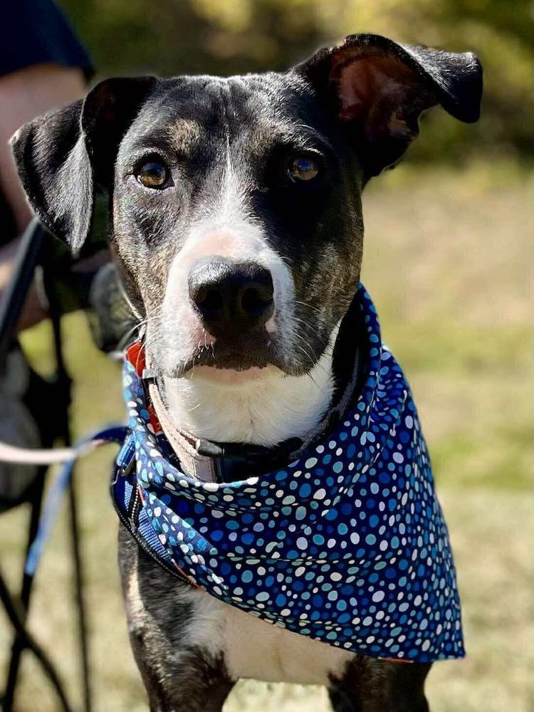 Enlarge Lucia, a Adoptable mixed breed in Amherst, NY image 4/4