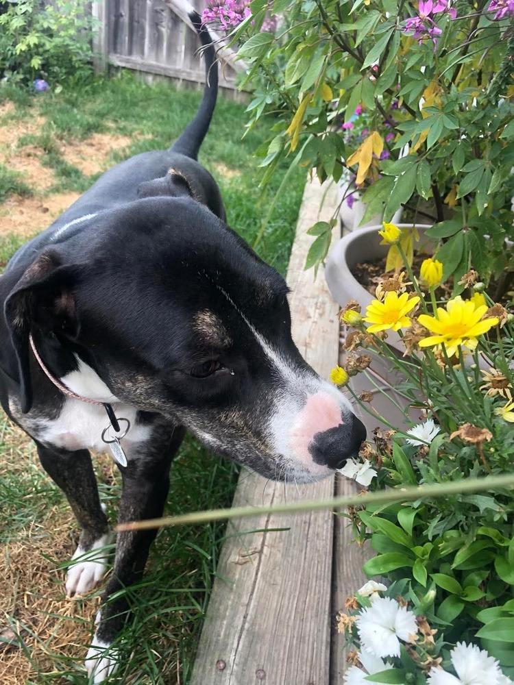 Lucia, a Adoptable mixed breed in Amherst, NY image 4/5