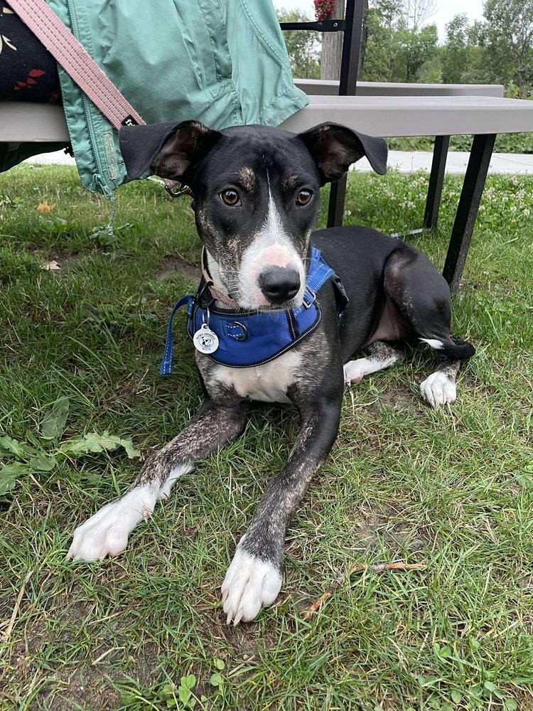 Lucia, a Adoptable mixed breed in Amherst, NY image 5/5