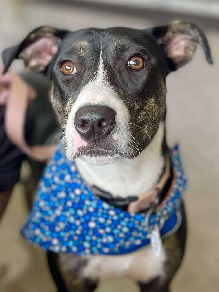 Enlarge Lucia, a Adoptable mixed breed in Amherst, NY image 5/5