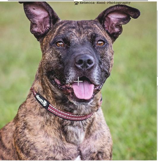 Enlarge Reba, a Adoptable American Staffordshire Terrier in Roswell, GA image 1/6