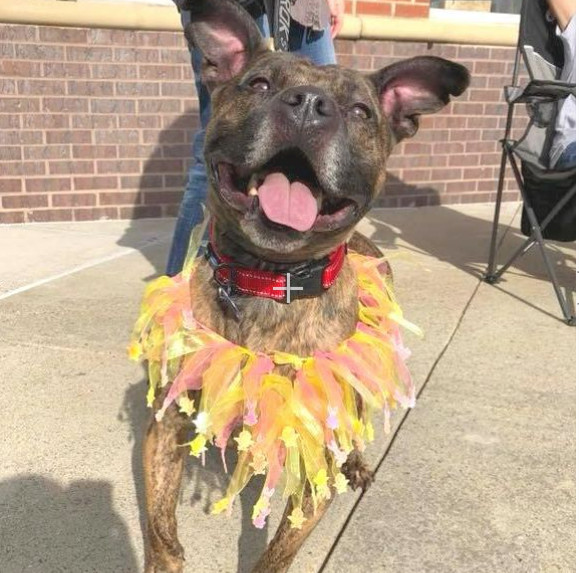 Enlarge Reba, a Adoptable American Staffordshire Terrier in Roswell, GA image 2/8