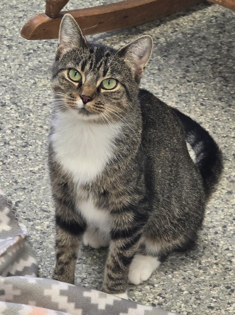 Enlarge Beverly, a Adoptable mixed breed in Auburn, IN image 1/2