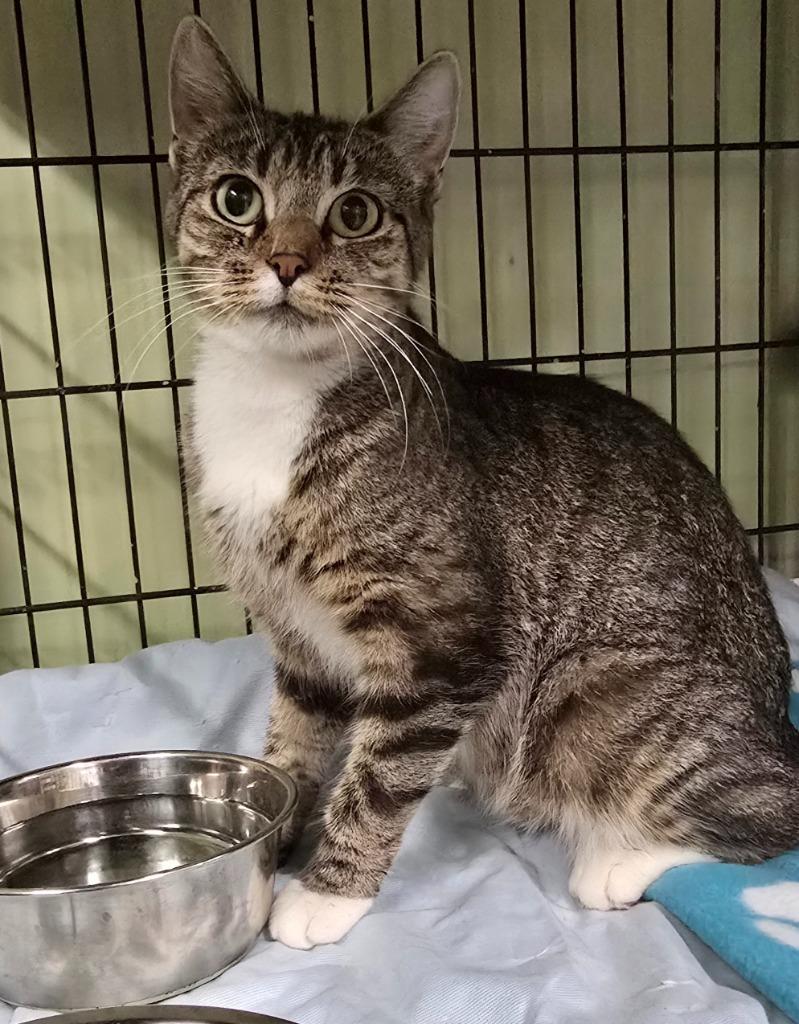 Enlarge Beverly, a Adoptable mixed breed in Auburn, IN image 2/2