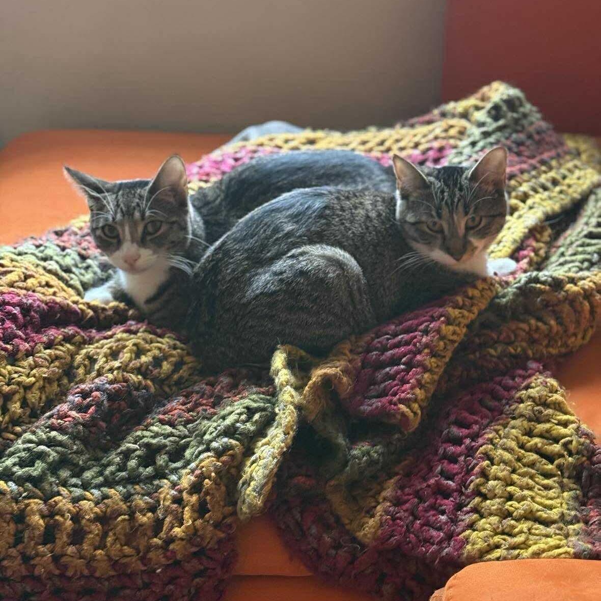 Chia & Reishi - 20% off (Sibling Duo), Adoptable, Young Female Domestic Short Hair & Tabby.