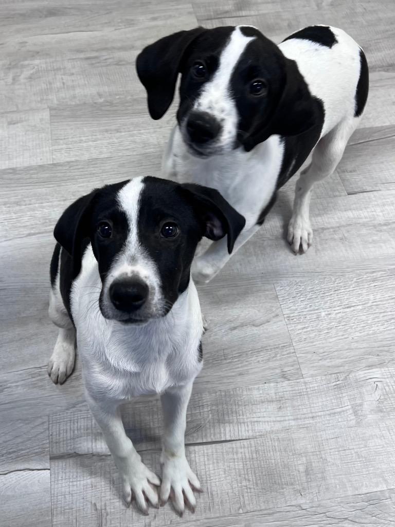Sneezy, Adoptable, Puppy Male Mixed Breed.
