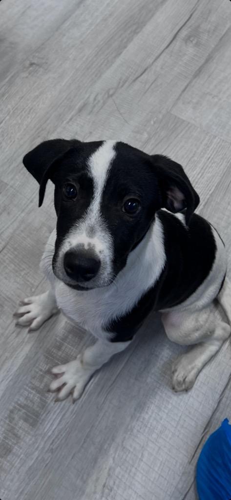 Enlarge Sneezy, a Adoptable mixed breed in Ellijay, GA image 2/3