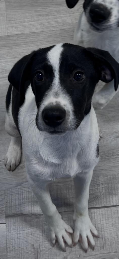 Enlarge Sneezy, a Adoptable mixed breed in Ellijay, GA image 3/3