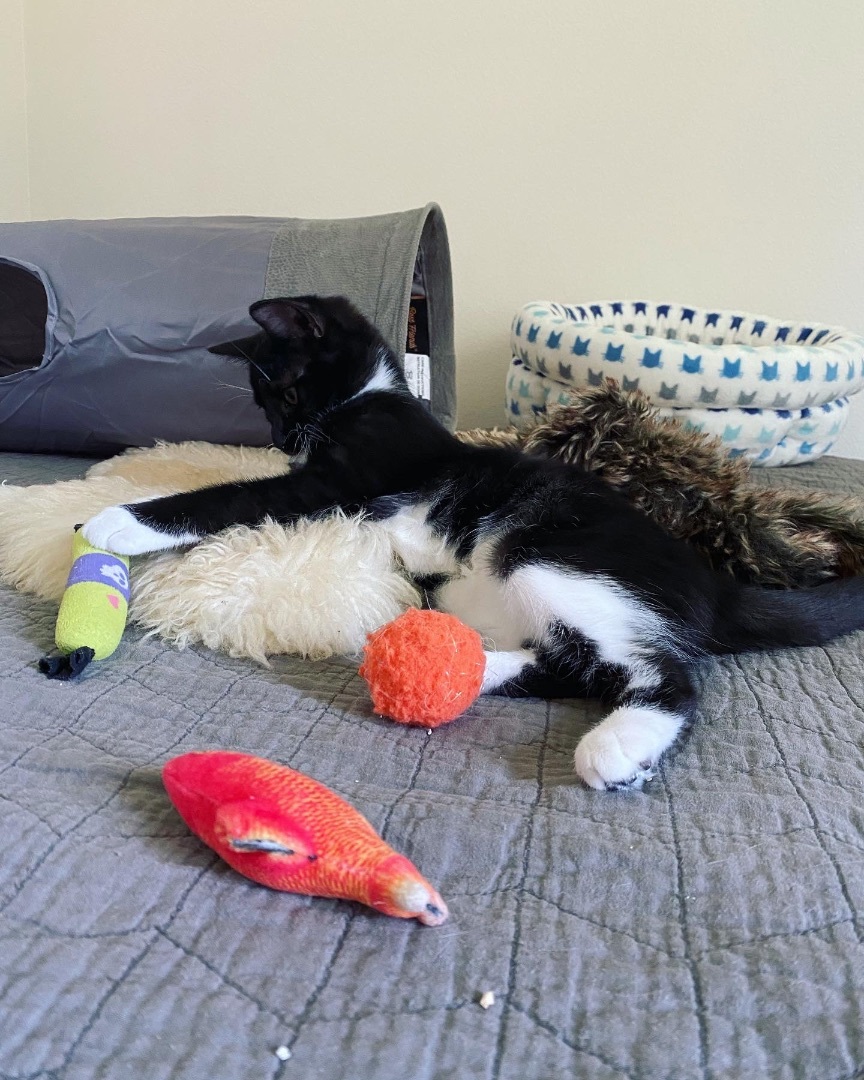 Enlarge Betty, a Adopted mixed breed in Milton, FL image 1/12