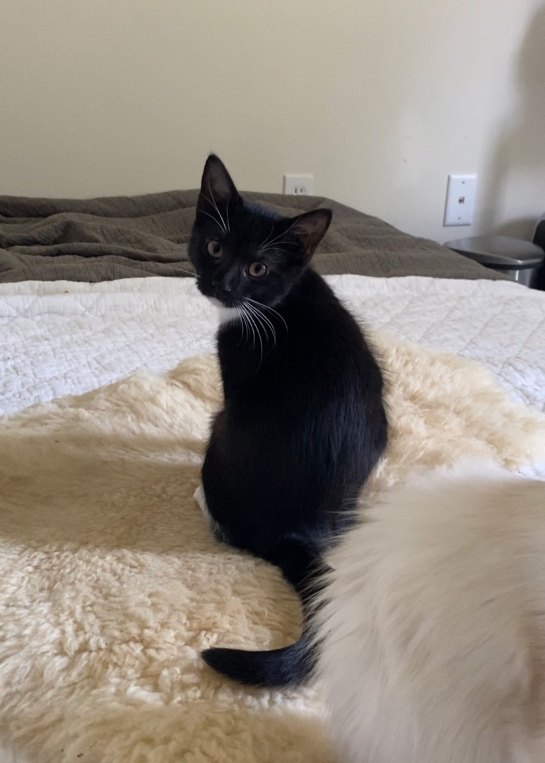 Enlarge Betty, a Adopted mixed breed in Milton, FL image 2/12