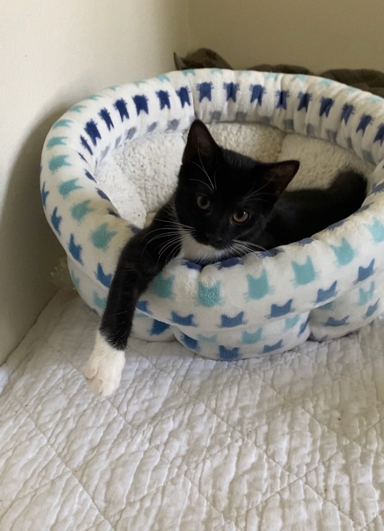 Enlarge Betty, a Adopted mixed breed in Milton, FL image 3/12