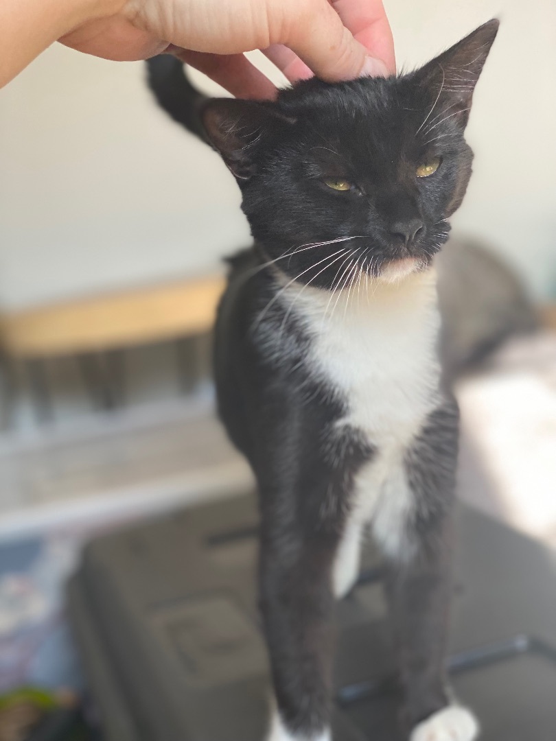 Enlarge Betty, a Adopted mixed breed in Milton, FL image 4/12