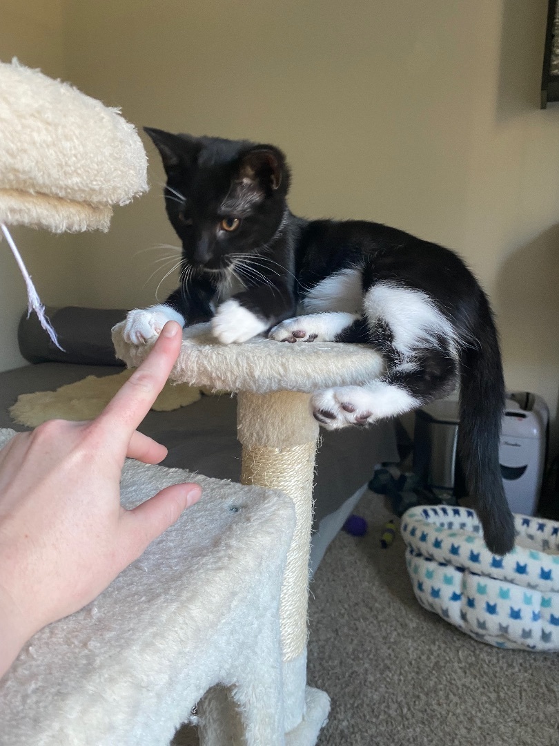 Enlarge Betty, a Adopted mixed breed in Milton, FL image 5/12