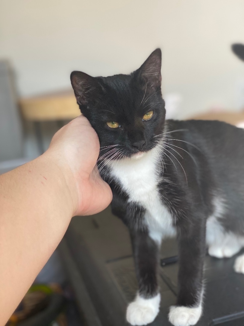 Enlarge Betty, a Adopted mixed breed in Milton, FL image 6/12