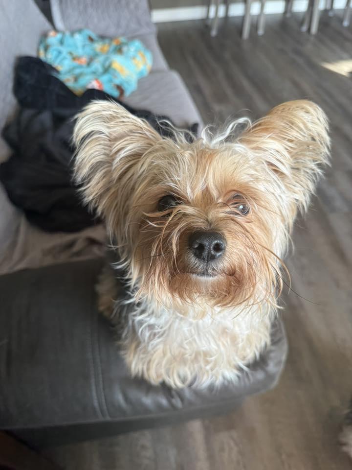 Enlarge Tiny, an adopted mixed breed in Watertown, WI image 3/4