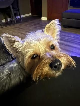 Enlarge Tiny, an adopted mixed breed in Watertown, WI image 2/4