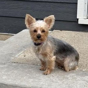 Enlarge Tiny, an adopted mixed breed in Watertown, WI image 1/4