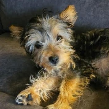 Enlarge Tiny, an adopted mixed breed in Watertown, WI image 4/4