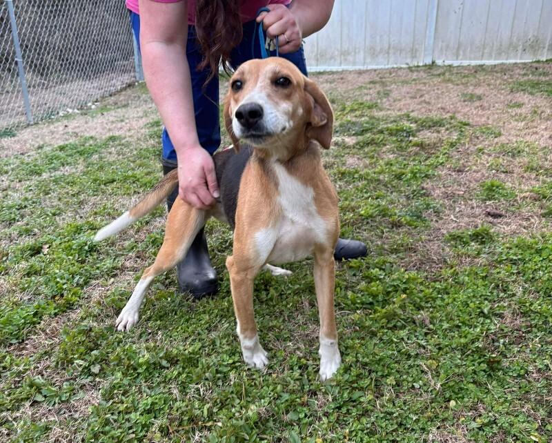 Ariel, Adoptable, Adult Female Foxhound.