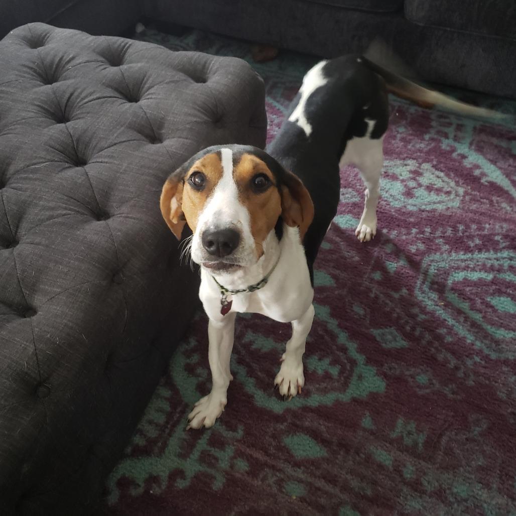 Enlarge Maisy, a Adoptable mixed breed in Delaware, OH image 2/6