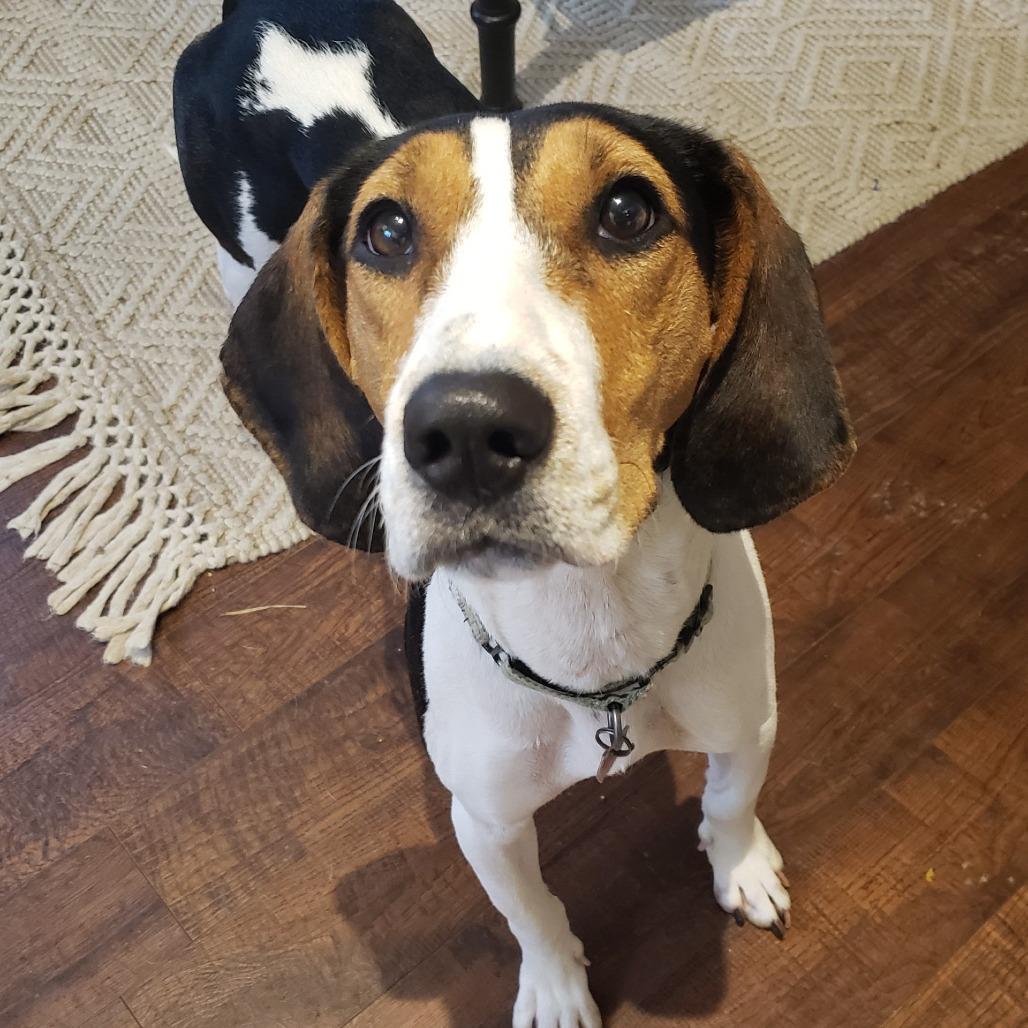 Enlarge Maisy, a Adoptable mixed breed in Delaware, OH image 6/6