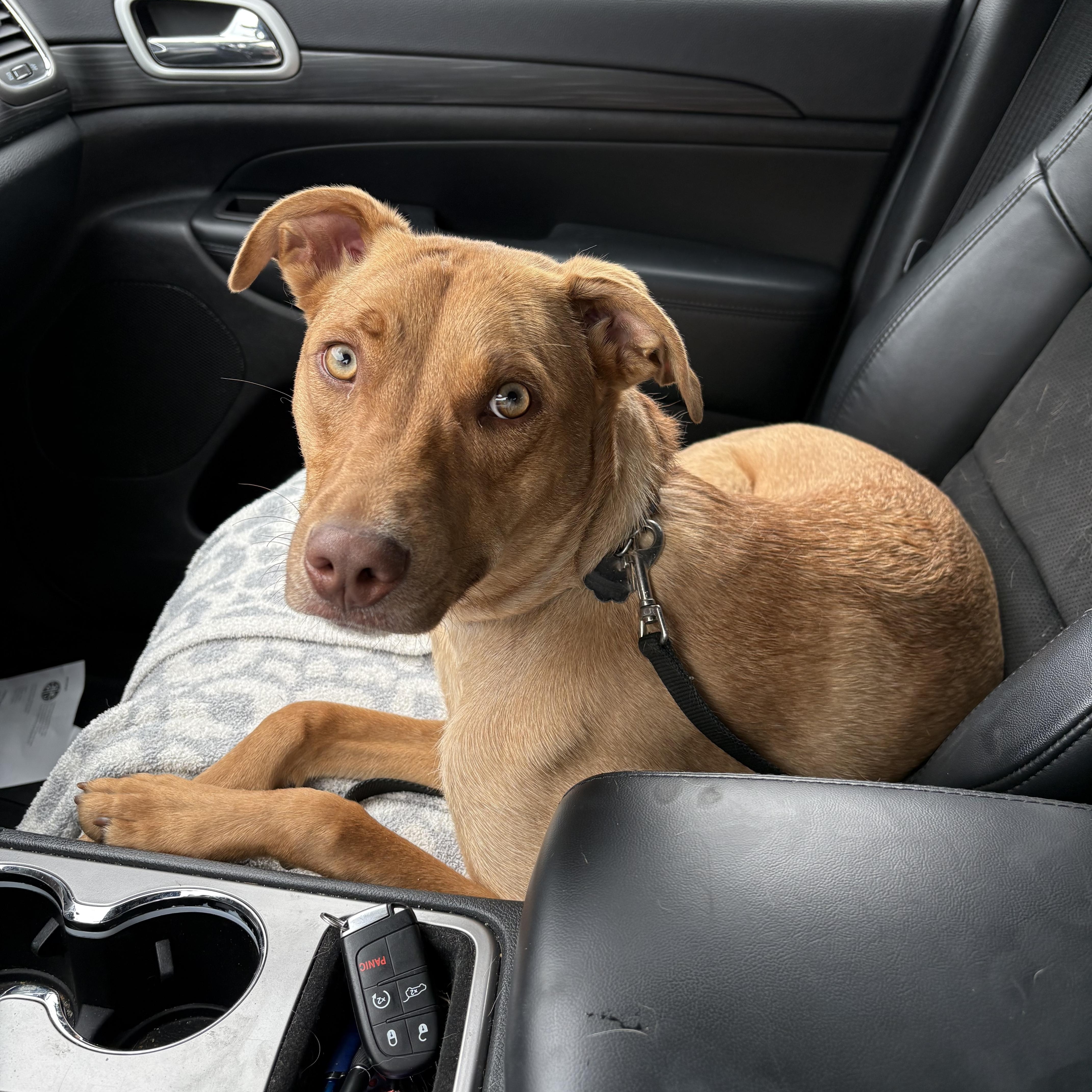 Enlarge Jake ADOPTION PENDING, a ADOPTABLE mixed breed in Waverly, IA image 2/4
