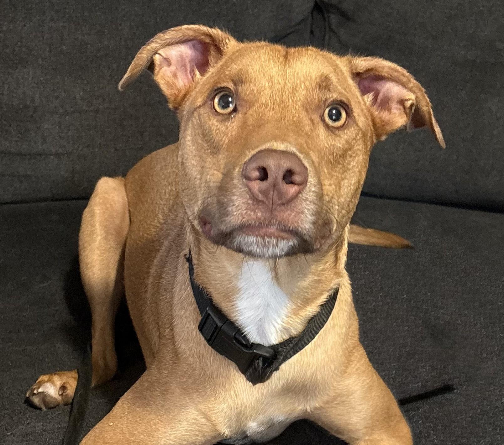 Enlarge Jake ADOPTION PENDING, a ADOPTABLE mixed breed in Waverly, IA image 1/4