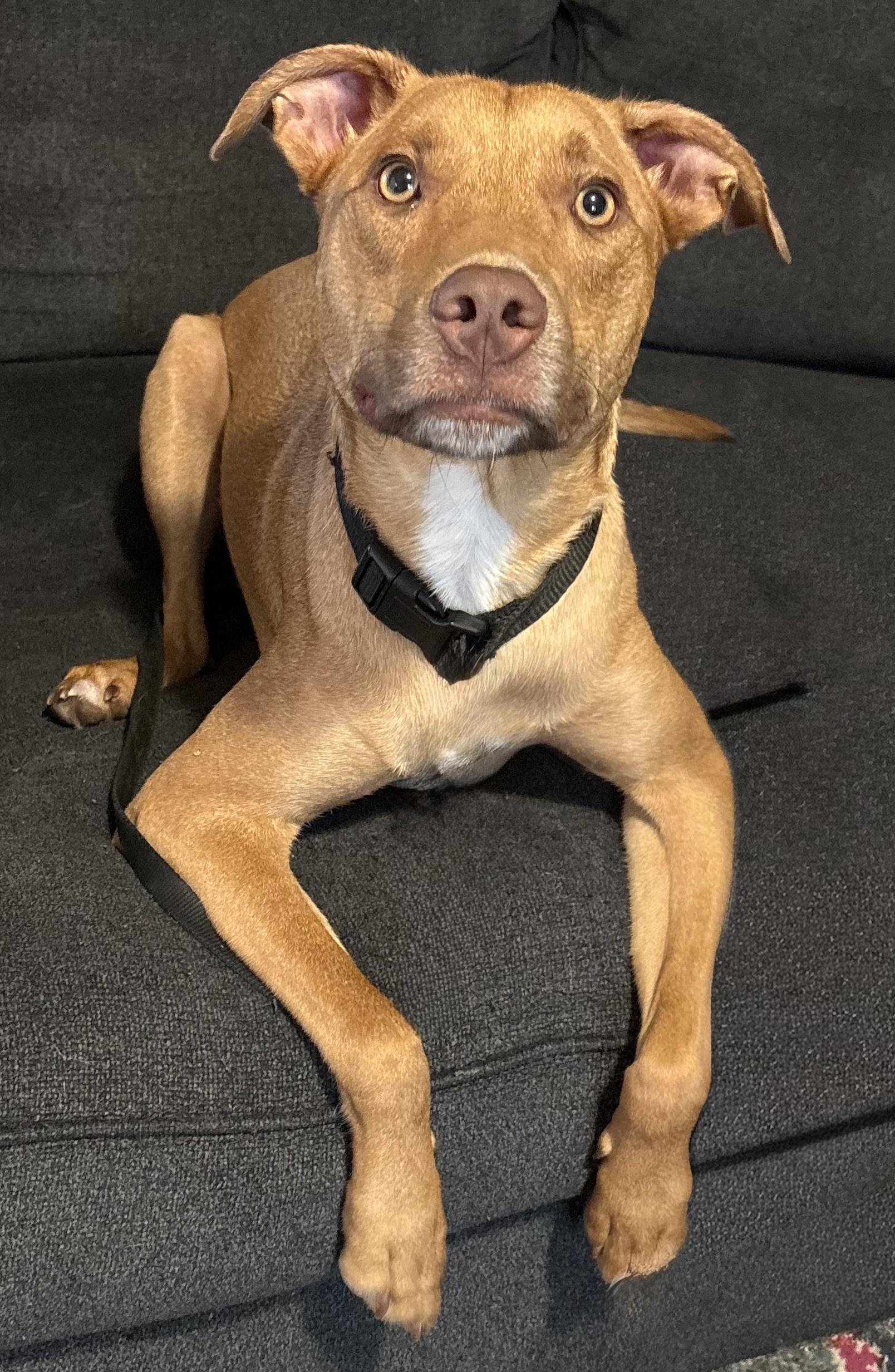 Enlarge Jake ADOPTION PENDING, a ADOPTABLE mixed breed in Waverly, IA image 4/4