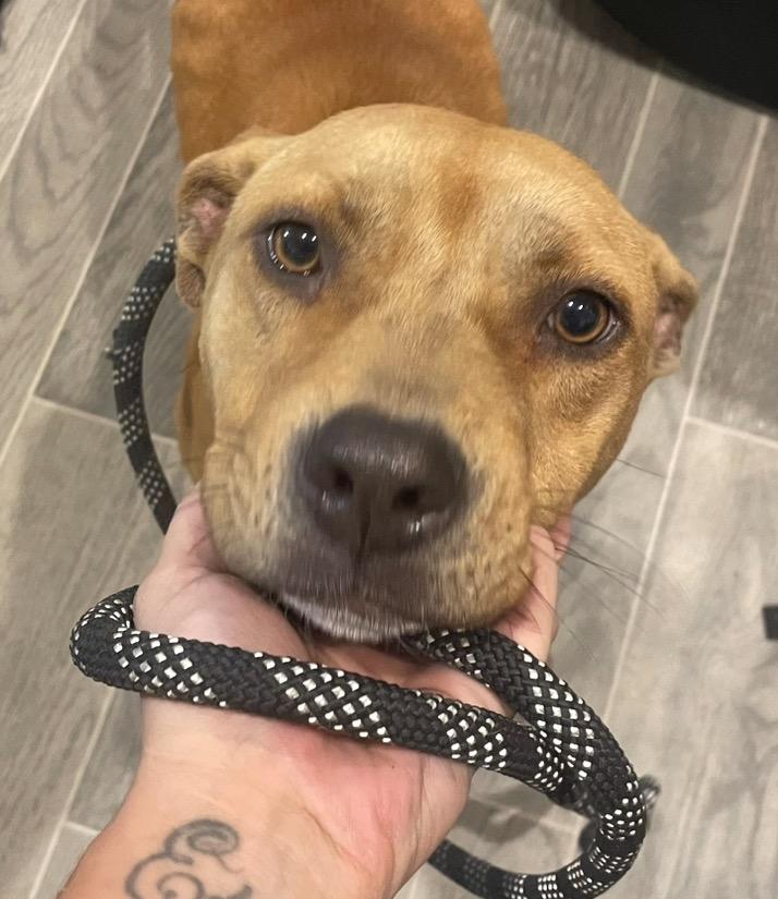 Sadie, Adoptable, Young Female Pit Bull Terrier.