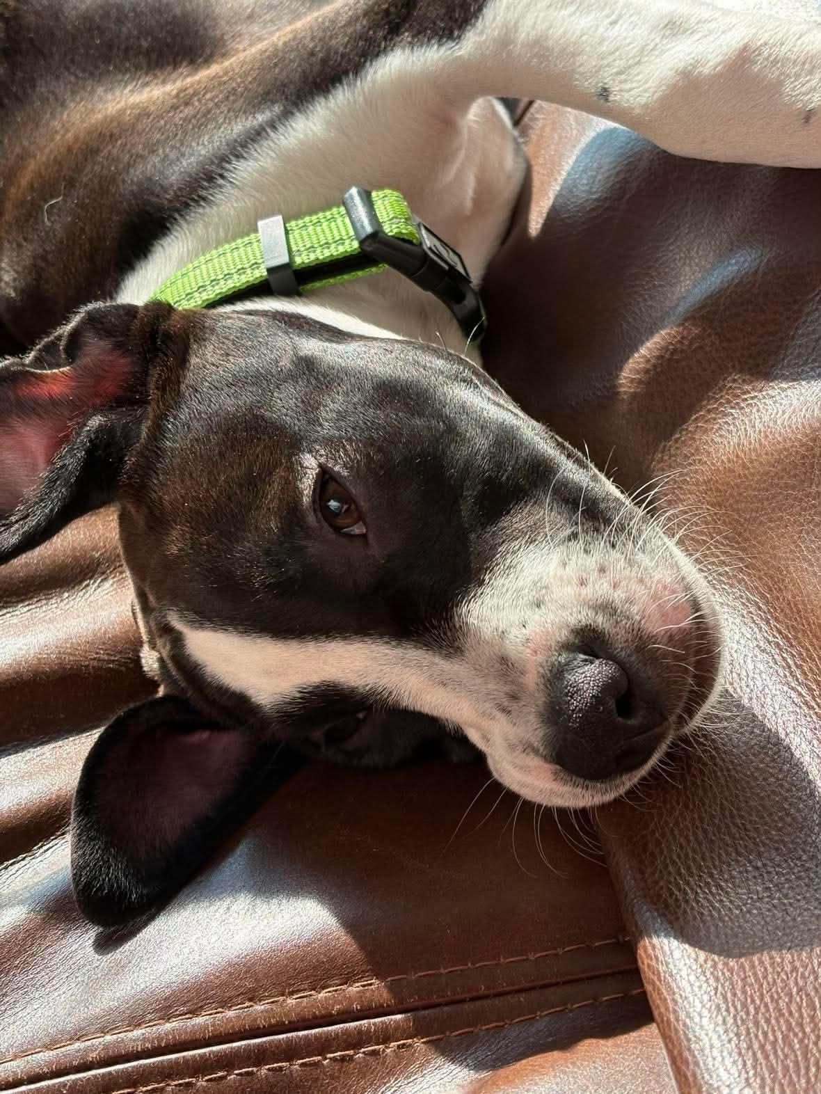 Enlarge Rizzo, a ADOPTABLE Mixed Breed in Highland, NY image 2/3