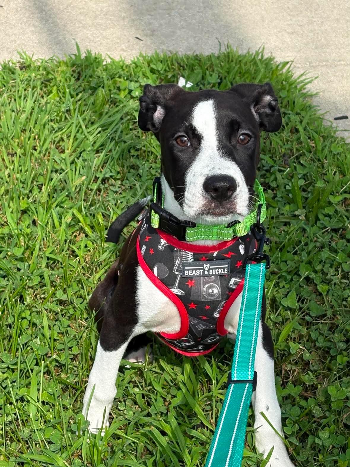 Rizzo, ADOPTABLE, Puppy Female Mixed Breed.