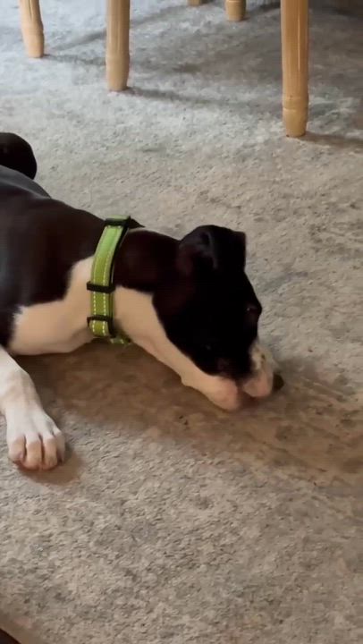 Enlarge Rizzo, a ADOPTABLE Mixed Breed in Highland, NY video 3/3