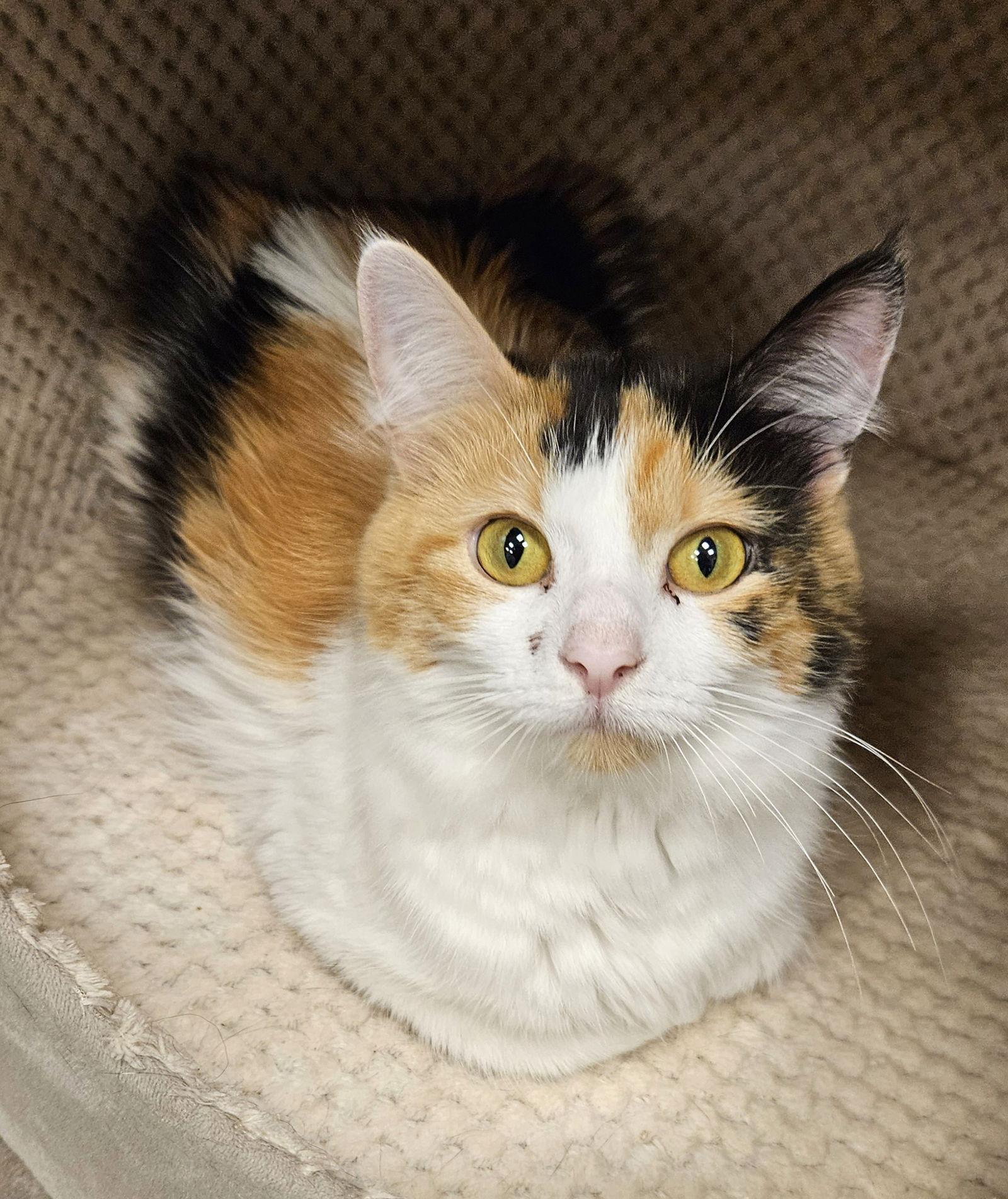 Enlarge Cherry, a Adopted mixed breed in Greenfield, IN image 1/2