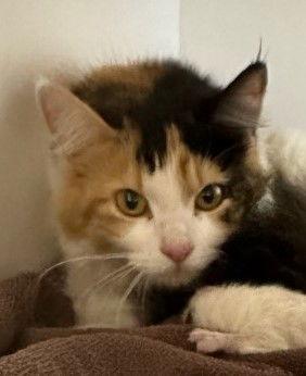 Enlarge Cherry, a Adopted mixed breed in Greenfield, IN image 2/2