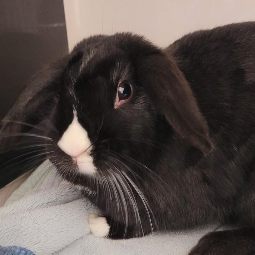 Enlarge Pepper, a ADOPTABLE Holland Lop in Hilliard, OH image 1/1