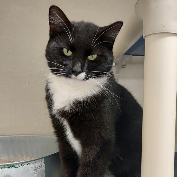 Nymeria, Adoptable, Young Female Domestic Short Hair.