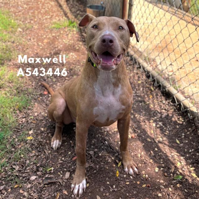 MAXWELL, Adoptable, Adult Male Pit Bull Terrier & Mixed Breed.