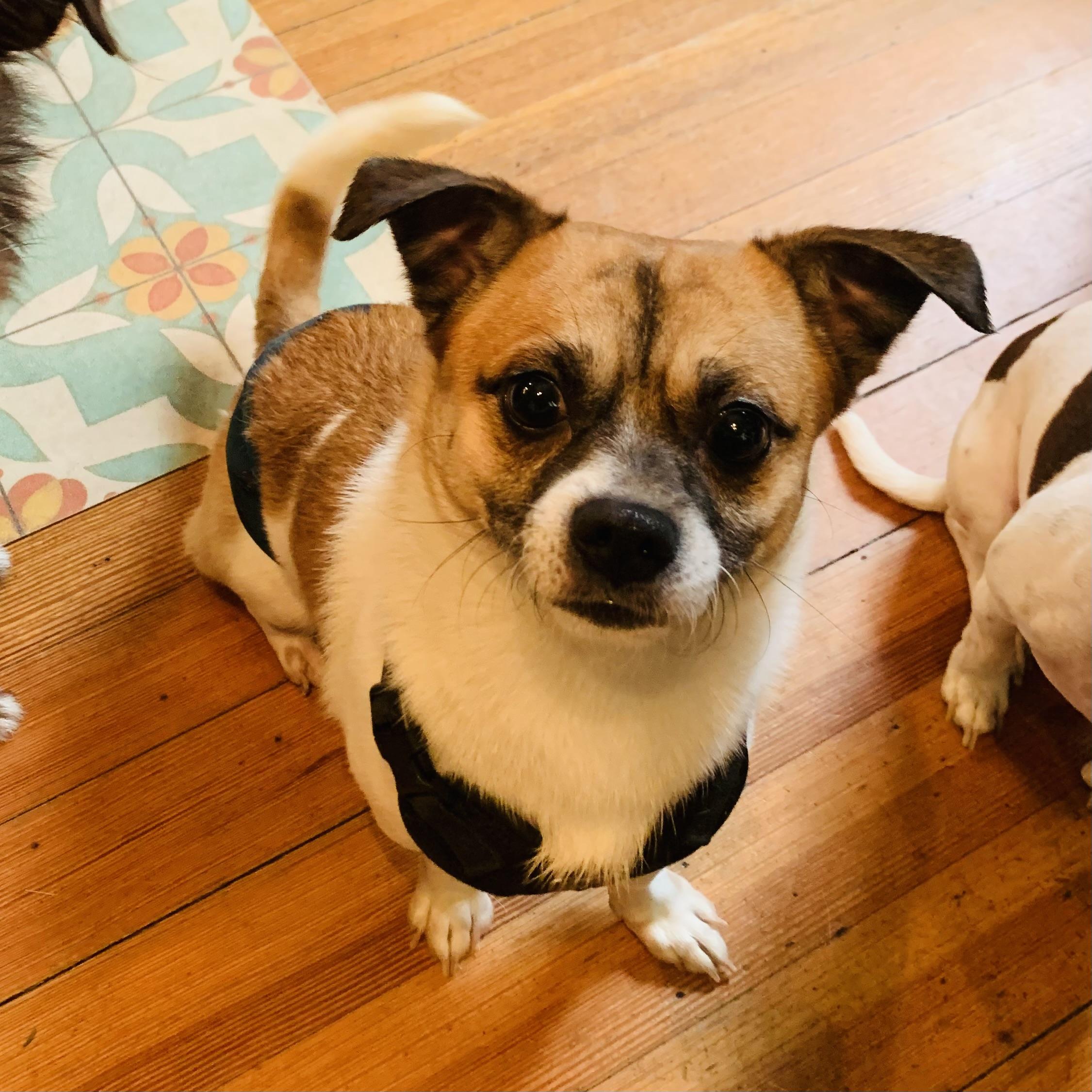 Enlarge Baloo, a Adopted mixed breed in Northampton, MA image 5/6