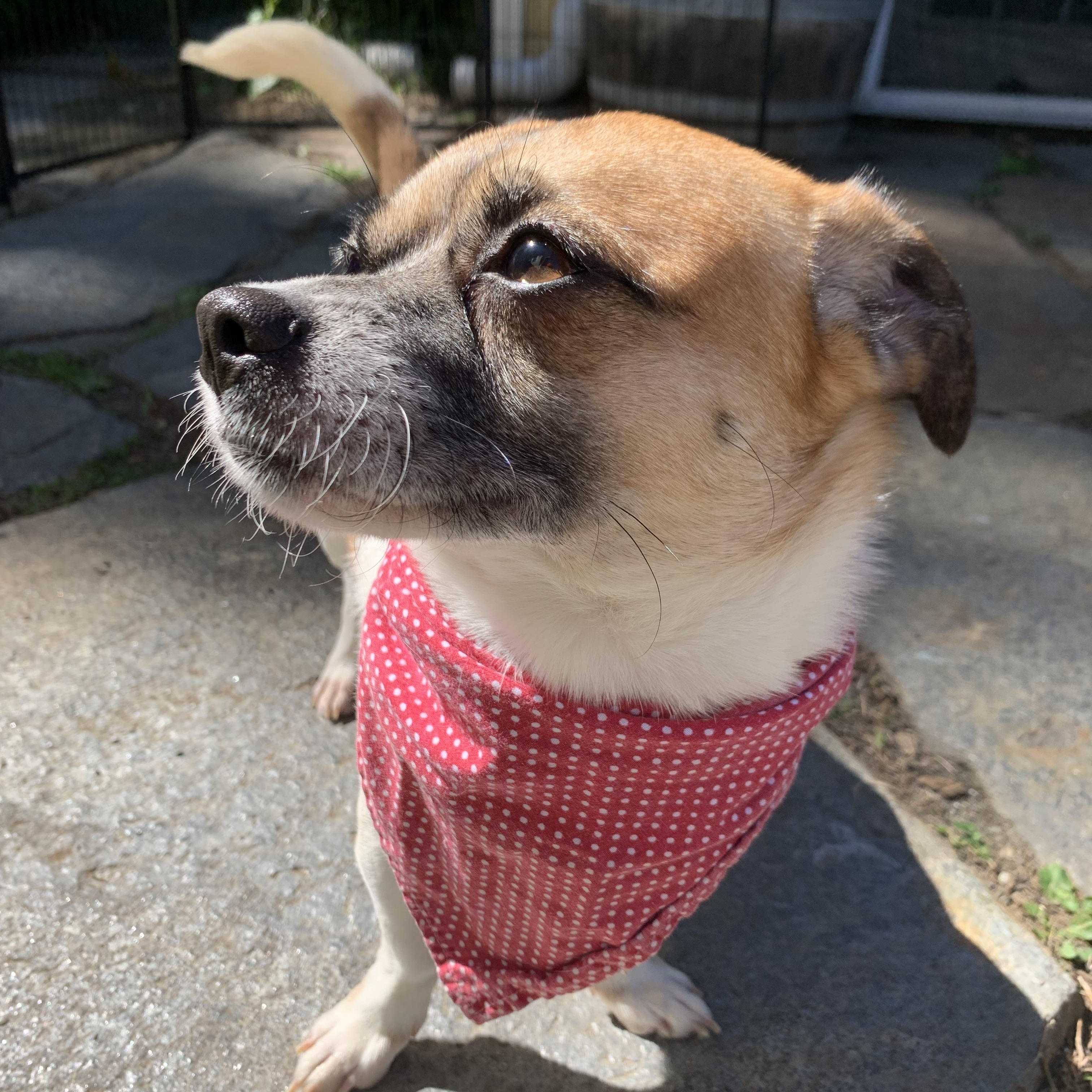 Enlarge Baloo, a Adopted mixed breed in Northampton, MA image 4/6